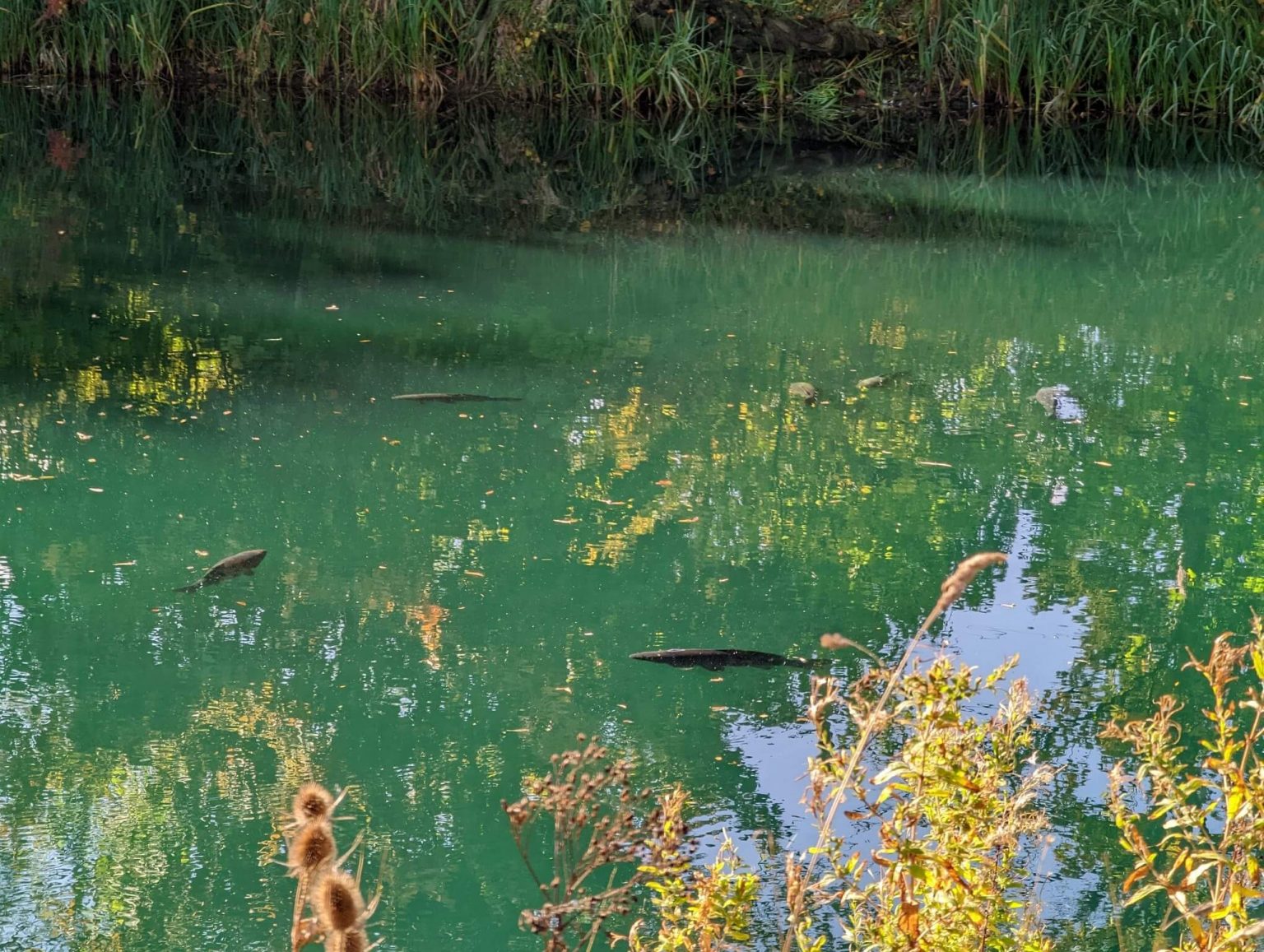 Orchid Lakes – Fishing pond in Dorchester, England